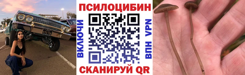 цена   Южа  Псилоцибиновые грибы Psilocybe 